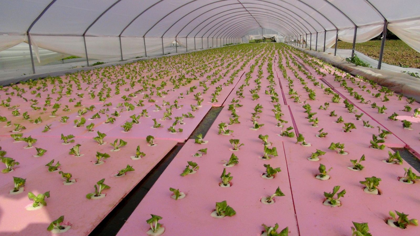 Maruldan haftada 5 bin 500 lira kazanıyor